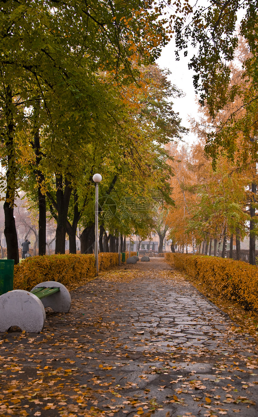 秋季公园黄色长椅桦木城市树叶日光胡同灌木树木风光图片