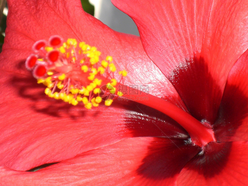 希比斯花花月季黄色雌蕊主教红宝石热带红衣植物红色木槿图片