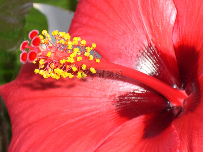 希比斯花花花瓣黄色雌蕊植物学红衣主教植物红色热带被子图片