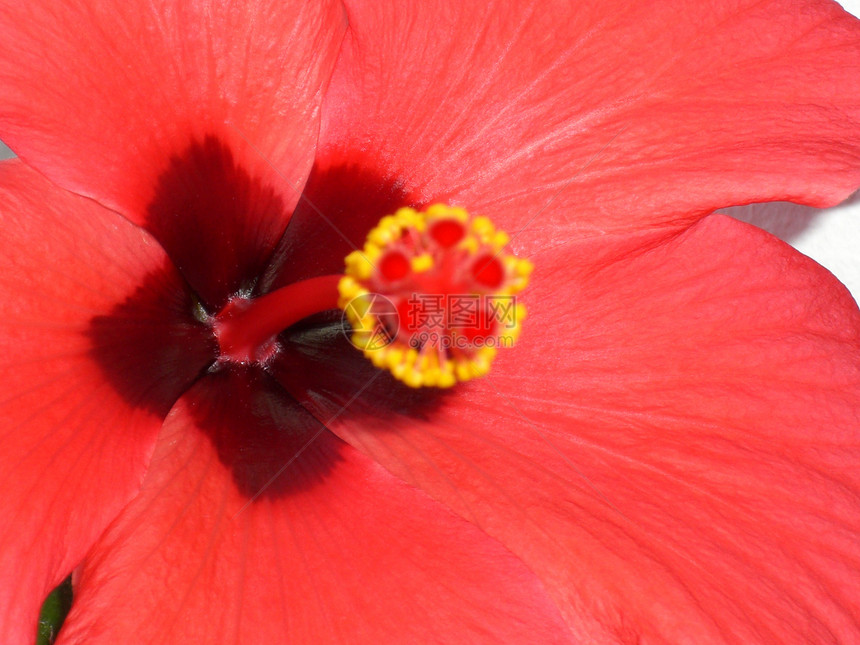 希比斯花花木槿植物被子黄色月季植物学主教雌蕊红色花瓣图片