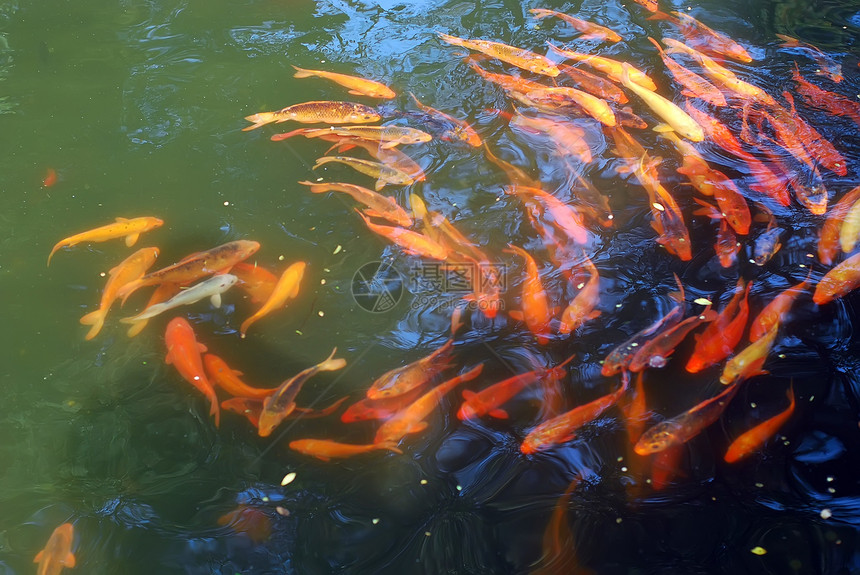 金鱼动物园观赏鱼池塘动物红色黄色图片