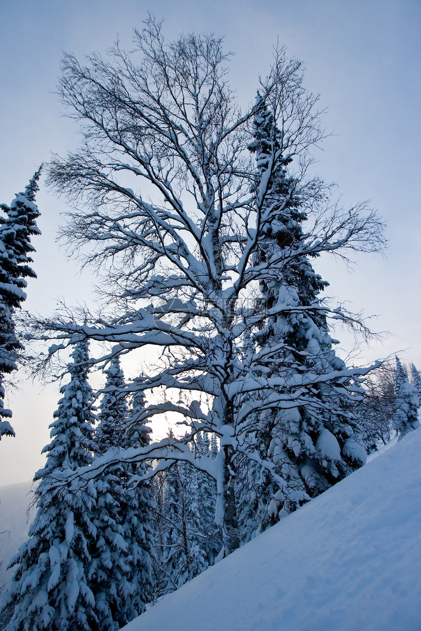 积雪中的树气候天气天空太阳荒野蓝色风景森林薄雾孤独图片