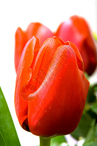红色郁金图绿色花瓣植物学花束紫色植物叶子郁金香粉色背景图片