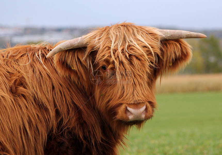 苏格兰牛的肖像生态农田水牛哺乳动物牛肉喇叭农村国家奶牛场景图片