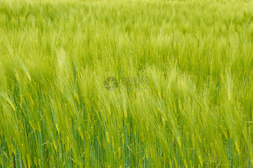 用于背景的有机绿色春季谷物图片