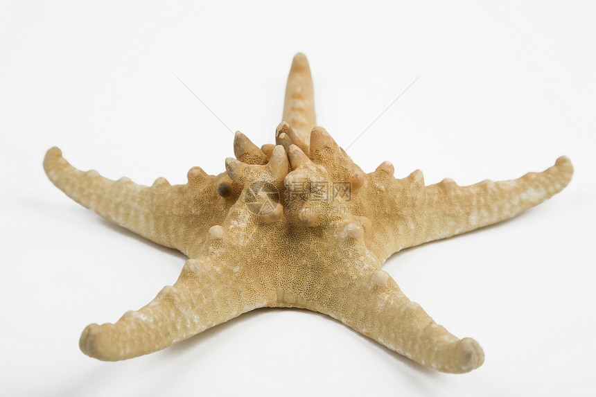 亚星鱼海洋旅行热带动物海星潜水珊瑚水族馆甲壳生物图片