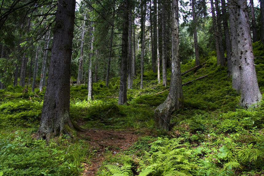 美丽的山区风景森林全景太阳蓝色苔藓巅峰土地绿色天空衬套图片