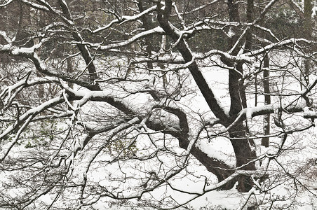 冬天的树 树枝上积雪背景图片