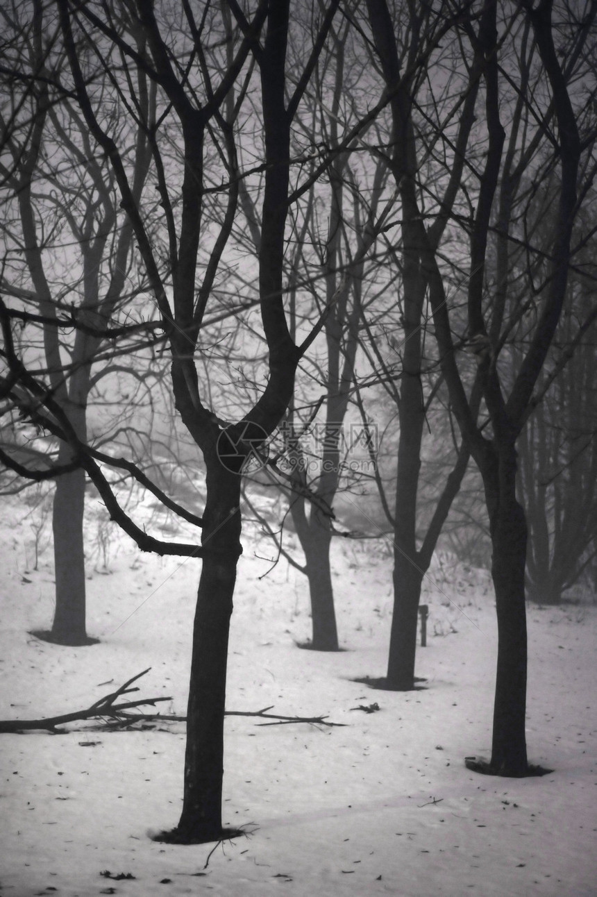 冬季雪雪城市下雪蓝色暴风雪天气树木森林车道木头寂寞图片