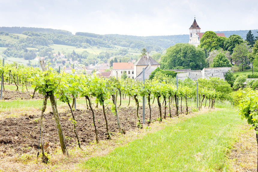 奥地利下奥地利州的葡萄园外观生长培育酒业农村村庄教堂乡村葡萄种植者图片