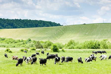 斯洛伐克 牛群动物学农场草地家畜哺乳动物动物群牧草奶牛农业国家背景图片