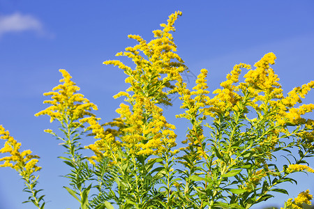 黄金种植园过敏荒野植物花粉蓝色黄色绿色抹布天空野花背景图片