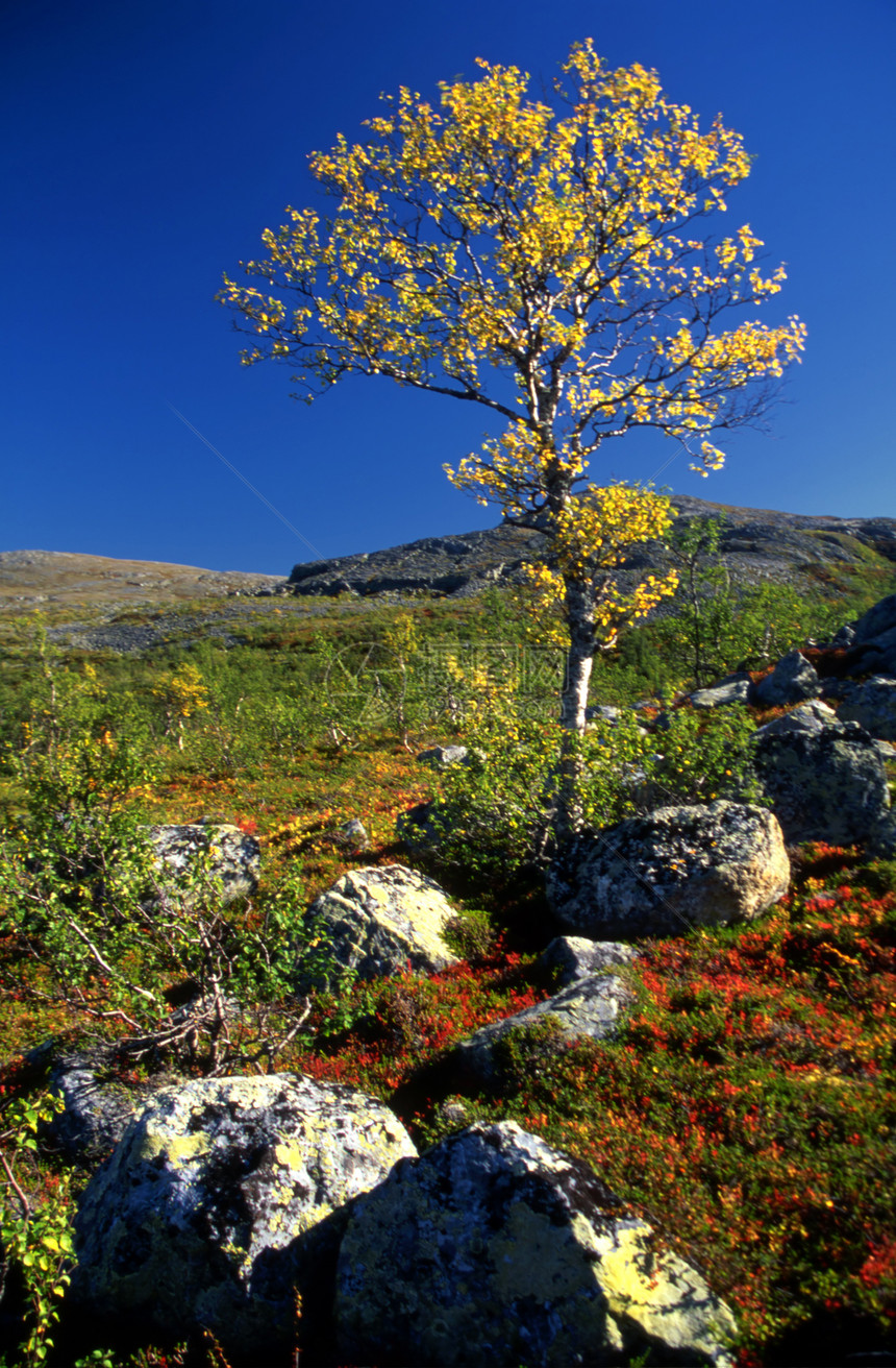 一棵树在山上生长的背景图片