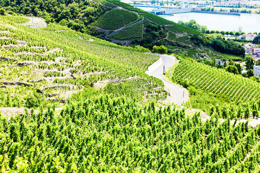 法国罗昂阿尔卑斯 科特罗蒂农村国家葡萄藤蔓作物种植酒业风景栽培农业图片