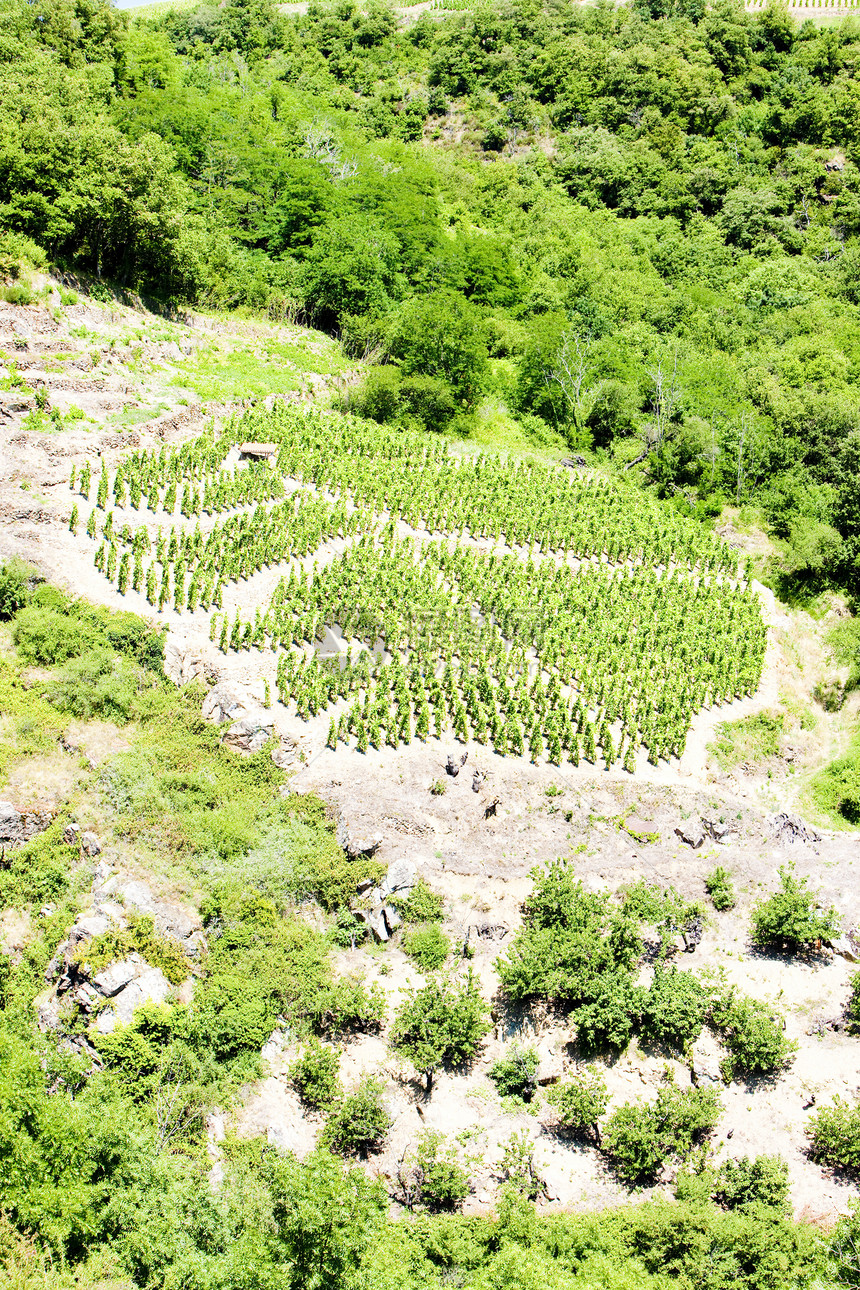 法国RhoneAlpes的Cote Rotie葡萄园葡萄种植者作物藤蔓农村农业植物外观国家风景图片