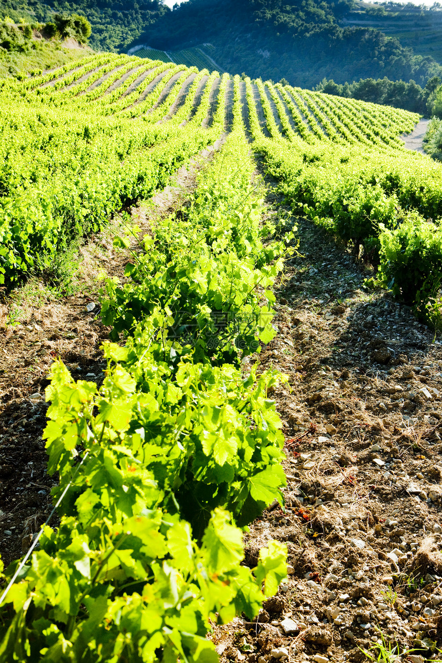 法国普罗旺斯Gigondas附近的葡萄园葡萄栽培种植者国家生产藤蔓世界种植植被生长图片