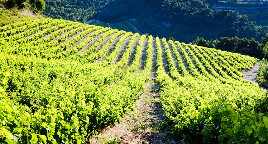 法国普罗旺斯Gigondas附近的葡萄园乡村风景位置作物藤蔓国家葡萄种植植被种植者图片