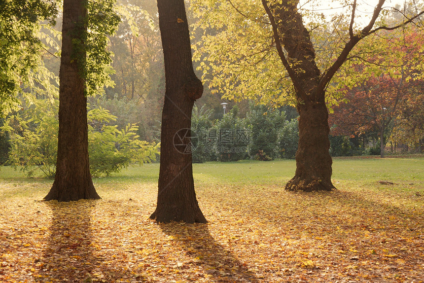 公园植被季节性场地叶子光束树木森林娱乐季节树叶图片
