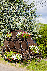 法国伯根迪富塞酒业木桶葡萄外观栽培静物背景图片