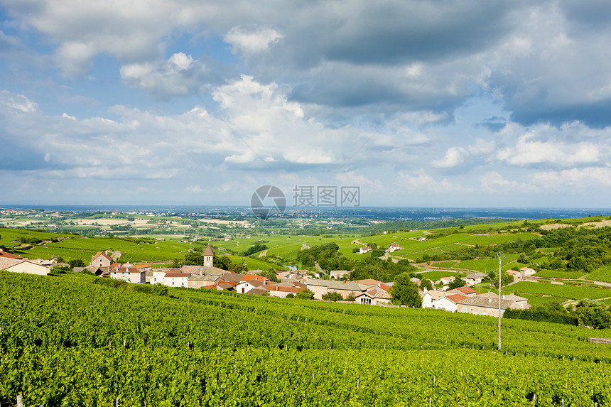 法国勃根迪富西斯附近的葡萄园国家农村世界栽培村庄外观位置农业旅行种植图片