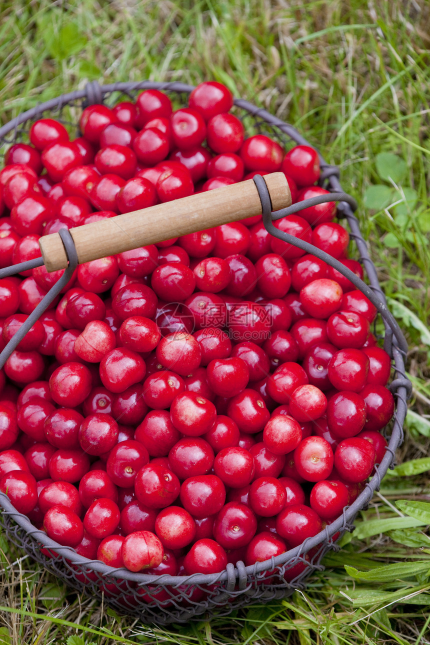 篮子中的樱桃营养水果食品红色食物静物维生素种植外观图片