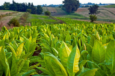 烟草工厂场地植物农场树叶种植园绿色高清图片