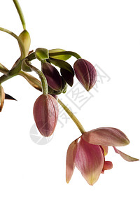 兰花花瓣荒野紫色白色热带植物群花卉粉色背景图片