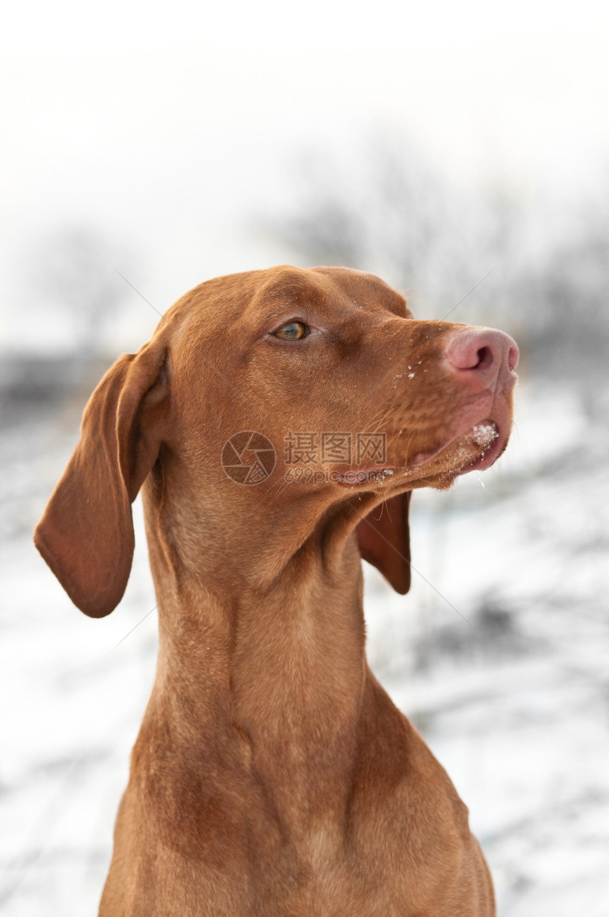 冬季Vizsla狗的近身肖像场地照片动物猎狗天空棕色犬类树木宠物纯种狗图片