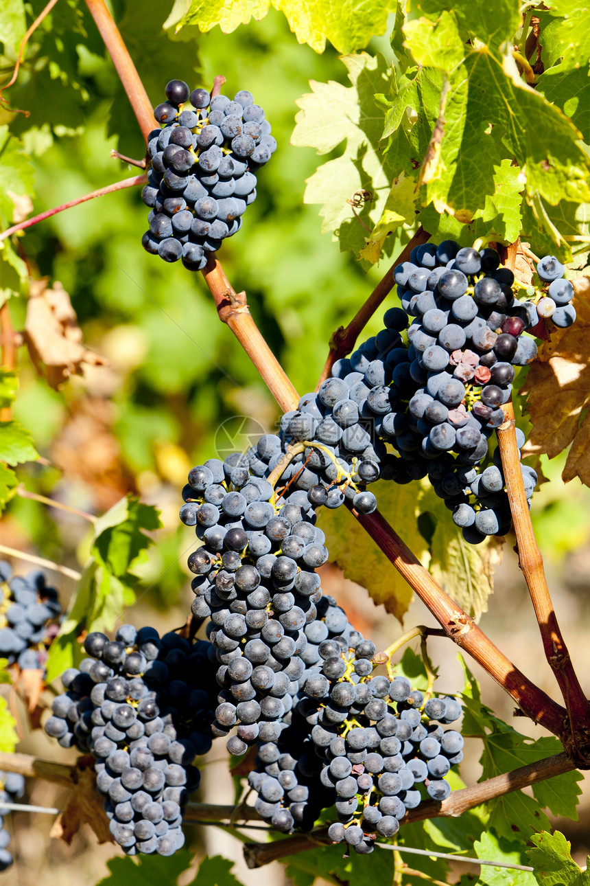 法国阿quitaine的波尔多地区蓝葡萄藤蔓收成葡萄农业叶子葡萄园酒业植物外观栽培图片