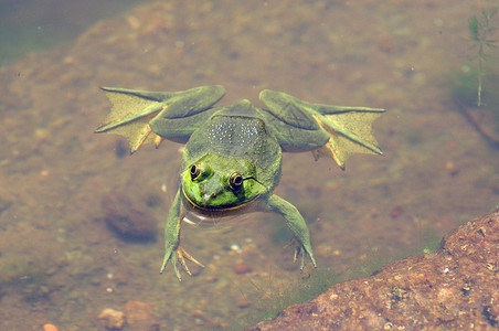绿青蛙野生动物林蛙宏观眼睛宠物动物动物群生物学濒危生态丛林高清图片素材