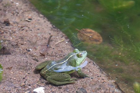 绿青蛙王子沼泽生态叶子蟾蜍热带丛林生物生物学动物群宏观高清图片素材
