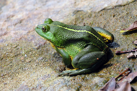 绿青蛙宏观濒危叶子眼睛生态动物群植物热带丛林野生动物自然高清图片素材