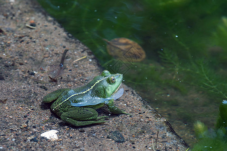 绿青蛙植物林蛙蟾蜍环境丛林动物雨林生物学野生动物叶子王子高清图片素材