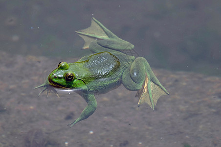 绿青蛙宏观森林生态蟾蜍植物环境生物学沼泽眼睛叶子野生动物高清图片素材