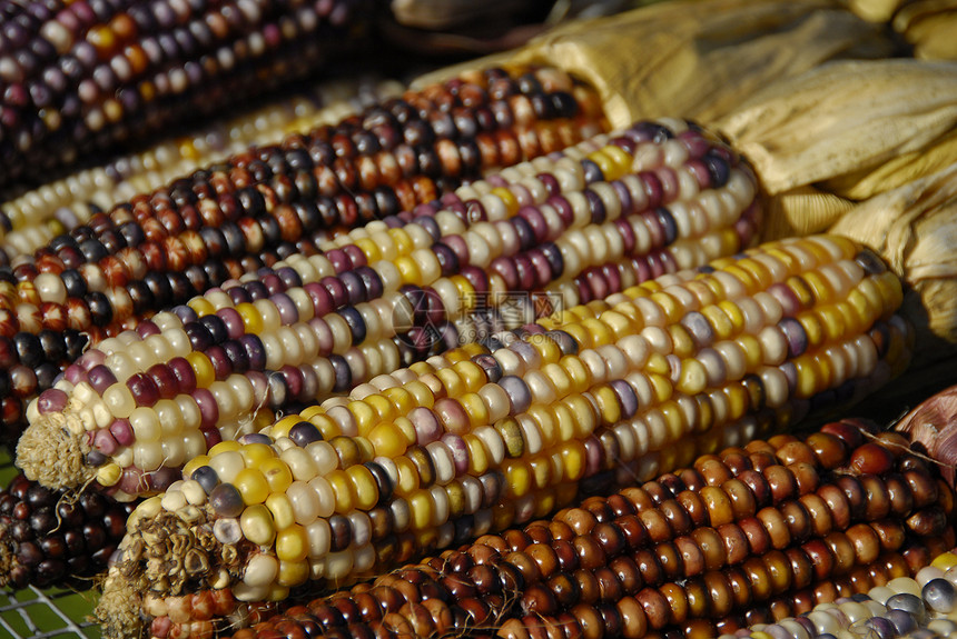 印度玉米植物活力食物叶子烹饪维生素宏观美味生活静物图片