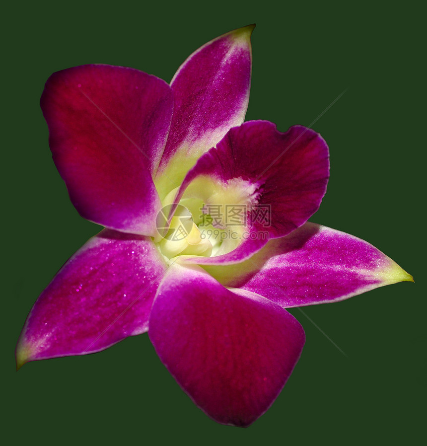 粉红兰花热带天堂花店花园季节健康紫色树叶叶子花束图片