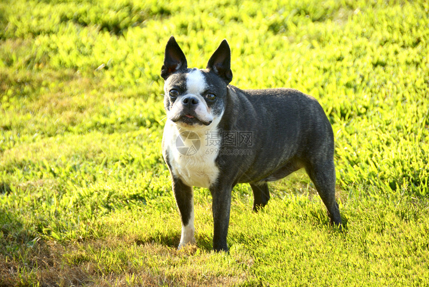 狗朋友宠物犬类动物工作室衣领白色哺乳动物小狗奶油图片