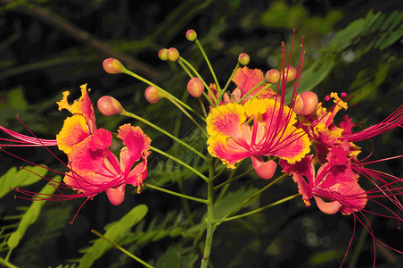 古尔莫哈尔植物热带红色绿色皇家火焰橙子高清图片