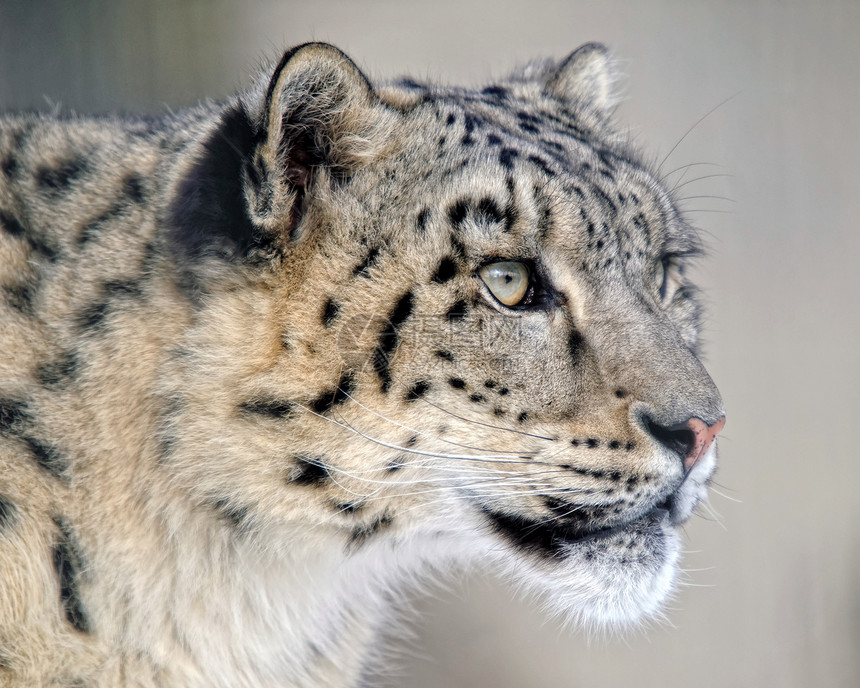 雪豹毛皮动物野生动物捕食者生态食肉动物群威胁图片