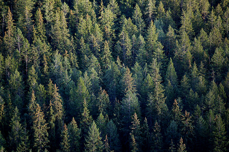 森林树顶针叶环境树木林业松树云杉资源软木记录生态背景图片