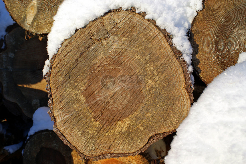 松木木材增长环图片