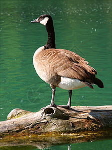 加拿大鹅布兰塔甘烷鸟类荒野环境水禽生物野生动物生物学动物学日志公园保护高清图片素材
