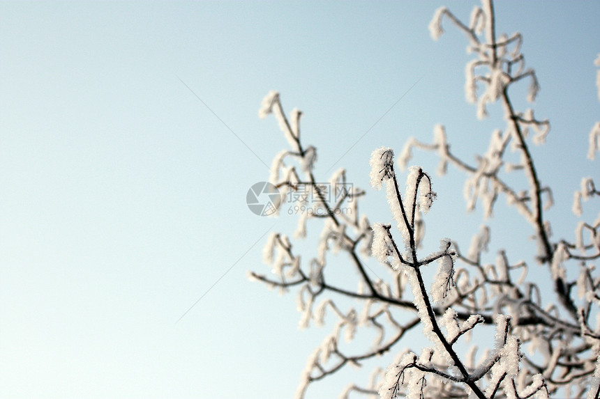 冬季季节雪花卡片分支机构公园松树寒意冻结晴天暴风雪天气图片