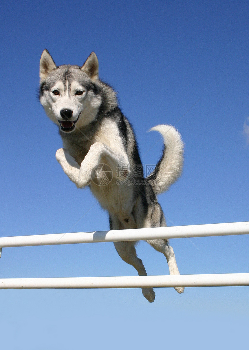 跳着西比亚哈斯基动物宠物小狗运动图片