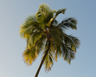 阳光点亮棕榈树热带天空绿色棕榈日落晴天叶子橙子背景图片