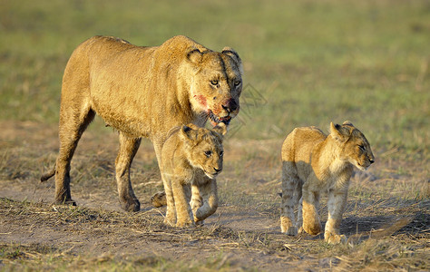 大猫小猫崽和幼崽一起打猎之后的狮子座婴儿太阳大猫幼兽动物幼崽女性晶须狮子小猫背景