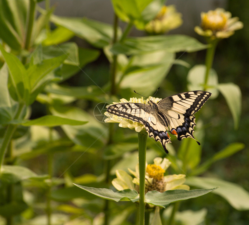 玛卡恩昆虫生活天气动物蝴蝶阳光野生动物荒野阳光照射晴天图片
