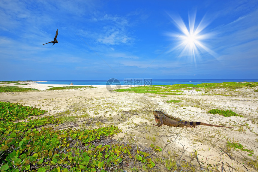 依瓜娜在海滩上白色草食性荒野阳光海洋植物野生动物旅行蜥蜴爬虫图片