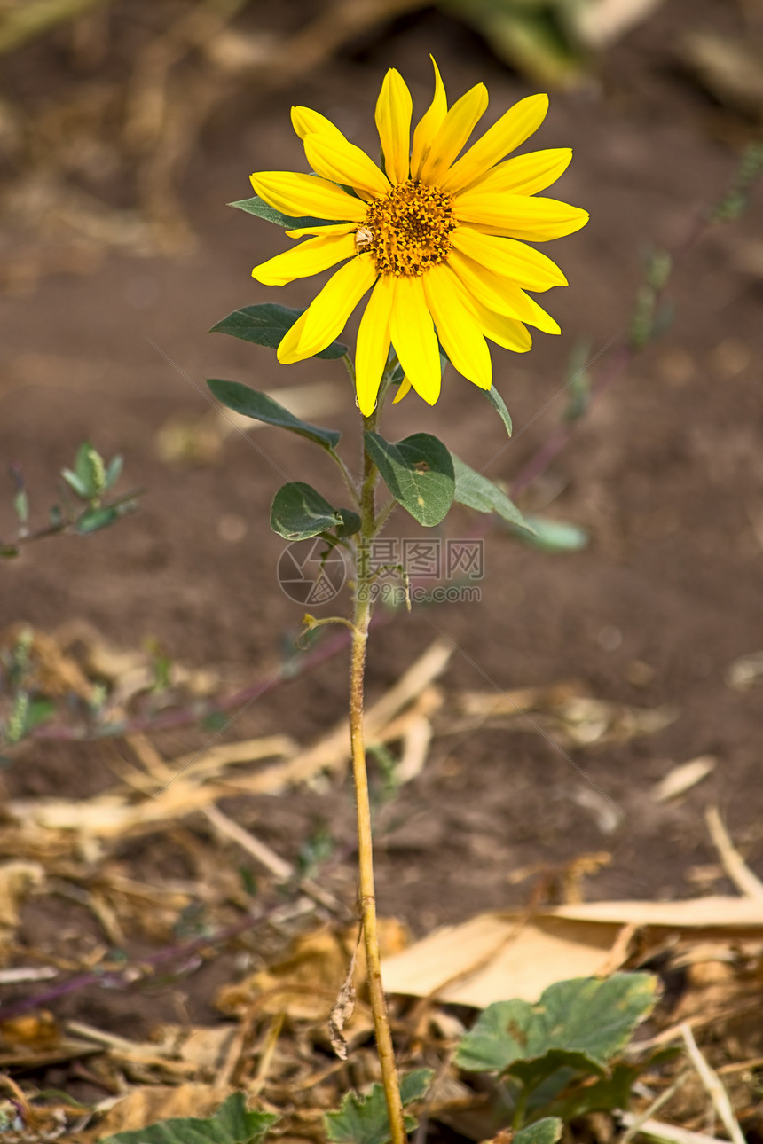 向日向向日葵植物群植物学黄色花瓣种子植物图片