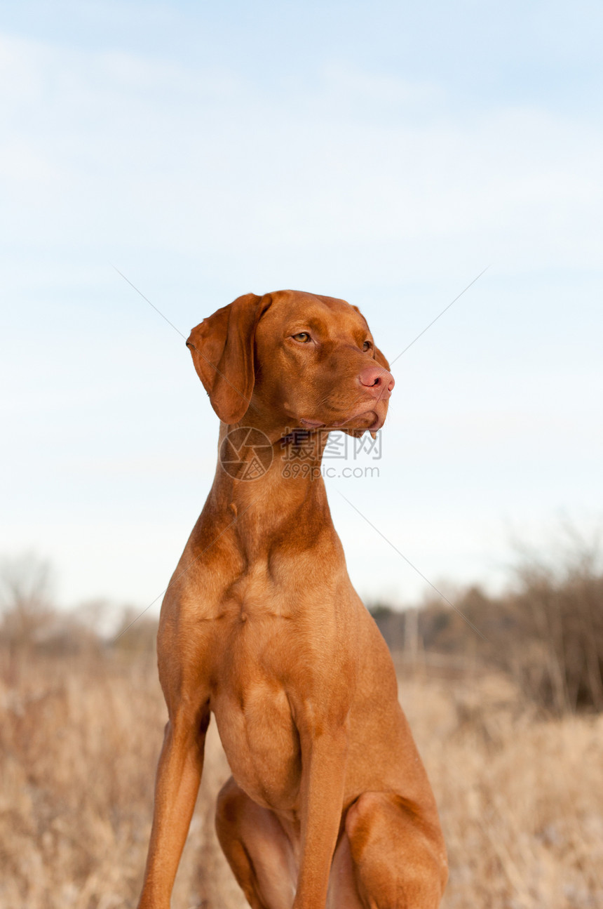 秋天坐在Vizsla狗的肖像图片